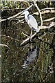 Heron and reflections