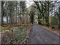 SO7277 : Kingswood Lane in the Wyre Forest by Mat Fascione