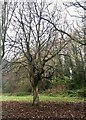 Helical structure of Horse Chestnut exposed