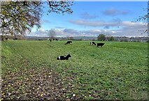 SJ7851 : Cattle in field off Park Lane by Jonathan Hutchins