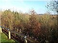 Tree barrier beside the M54 slip road