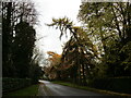 Overhanging larch trees, Cropwell Road, Radcliffe on Trent