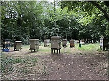 SU5850 : Hives in St John's Copse by Mr Ignavy