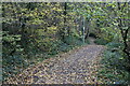 Path through Northend Copse