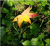 SO7746 : Autumn leaf, Edith Walk, Great Malvern by Jeff Gogarty