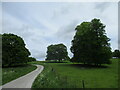 Estate  road  through  Londesborough  Park