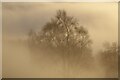 SO7644 : Trees in fog by Philip Halling