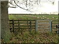 Footpath and grazing sheep