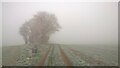 TF1606 : Farm track and footpath between Peakirk and Glinton on a foggy, frosty morning by Paul Bryan