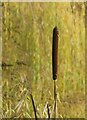 Reedmace in New Earswick Nature Reserve