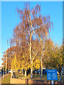 Betula pendula