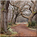 TQ4096 : Winter Walk in Epping Forest by Roger Jones