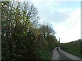 SX3868 : Contrasting hedges on the road to Ashton by David Smith