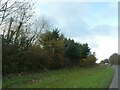 Broad verge by A388 at Westcott Lodge