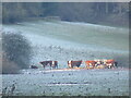 SE7187 : Cattle in the frost by T  Eyre
