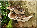 New Earswick Nature Reserve ? Bracket fungus on a stump