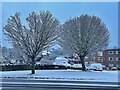 A pair of winter trees