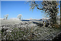 Frosty hedge, Fireagh (Thompson)