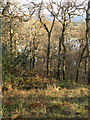 NM9043 : Woodland, Ceann Garbh by Richard Webb