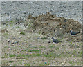 TL4166 : Lapwing family in Northstowe by Hugh Venables