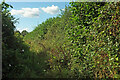 Overgrown path, Ipplepen