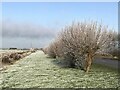 TL2798 : Frosty willows on Whittlesey Wash - The Nene Washes by Richard Humphrey