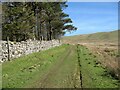 Woodland edge near Longlands