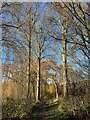 Trees alongside path