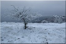 SO7639 : Hoar frost on Hangman's Hill by Philip Halling