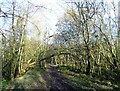 Woodland path at Greencroft