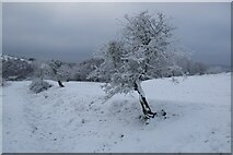 SO7639 : Hawthorn trees in snow by Philip Halling