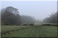 Pasture beside the River Washburn