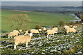 Sheep in winter sunlight above Lockerley