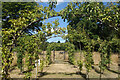 Orchard at Cliveden