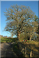 SX7962 : Tree by Dartington Hall Drive by Derek Harper