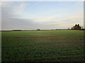 Autumn sown crop between Elton and Bottesford