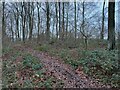 Path in Rownest Wood