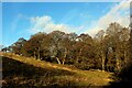 Stretch of Woodland in Fairy Dell