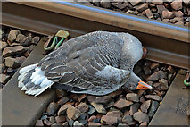 NT4544 : A dead greylag goose at Stow railway station by Walter Baxter