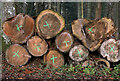 Log ends at the Bowhill Estate