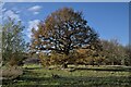SK9438 : Quercus robur, in Belton Park by Bob Harvey