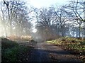 Road down Tower Wood