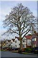 Housing and tall trees in Penn, Wolverhampton