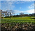 Lower Meadow/Bean Field