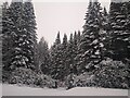 Snow covered forest at the A9