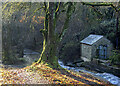 Beech tree by Cannop Brook