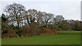 Tall trees in Windsor Avenue Playing Fields, Wolverhampton