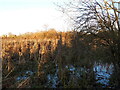 Wyken Slough at dusk