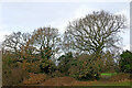 Woodland in Windsor Avenue Playing Fields, Wolverhampton