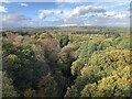 Autumnal treetops below Pontburn Viaduct